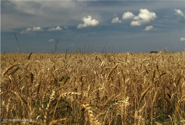 Саратовские власти направили фермерам 121 млн рублей поддержки в виде компенсаций