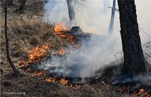 В Забайкалье за сутки ликвидировали шесть масштабных лесных пожаров на площади свыше 21 тысячи гектаров