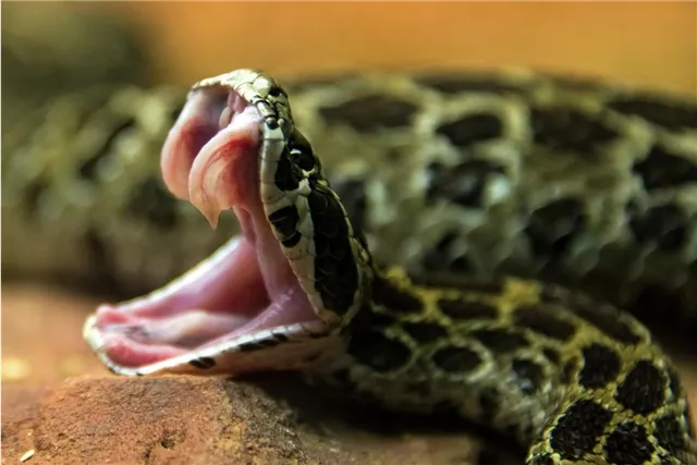 Исследователи разработали инновационное средство для лечения укусов змей