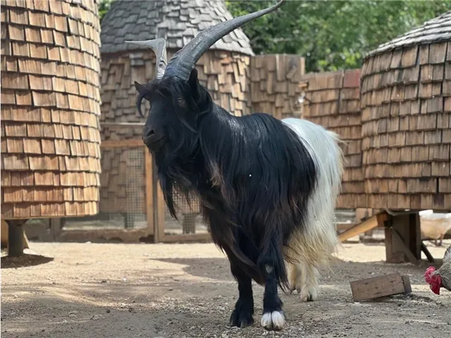 На Городской ферме ВДНХ поселился необычный двуокрасочный козёл породы «Викинг» из Уэльса